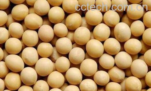 黄豆的选购方法 -0