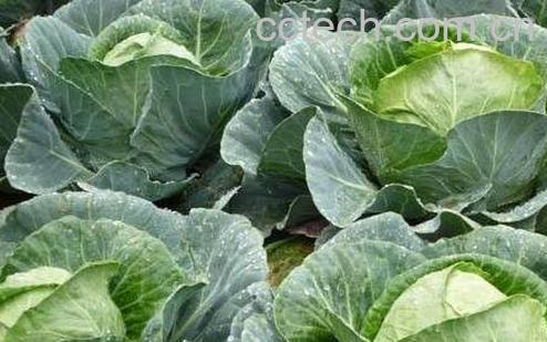 圆白菜的营养价值 -0