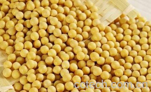 吃黄豆的好处与坏处-0