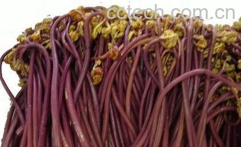 蕨菜真的致癌吗 -0