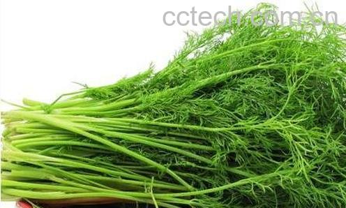 茴香苗的营养价值与吃法-0