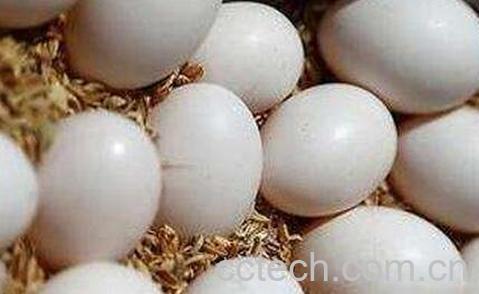  鸽子蛋的营养价值与功效-0