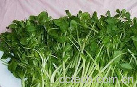 新鲜蔬菜怎么保存 -0