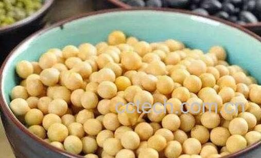 黄豆的功效与作用-0