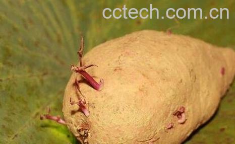 地瓜发芽以后还能吃吗-0