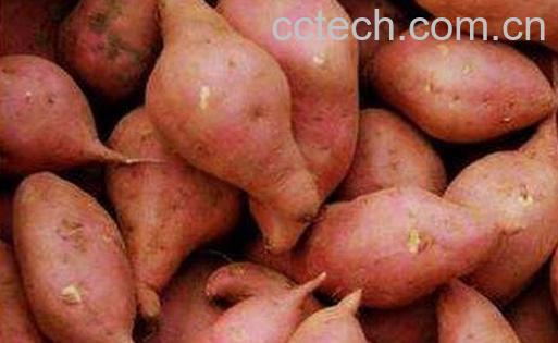 山芋的科学吃法 -0