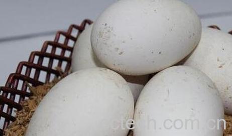 鹅蛋的功效与作用-0