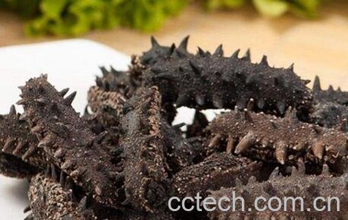 吃海参的好处与坏处-0