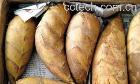 冬笋是什么 吃冬笋的好处有哪些-0