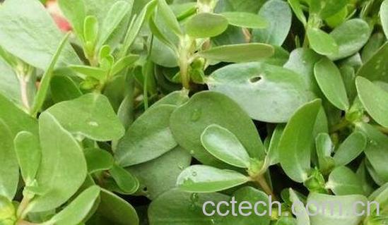 野菜马齿苋的神奇功效-0