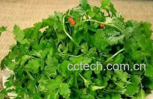 香菜的营养价值与功效-0