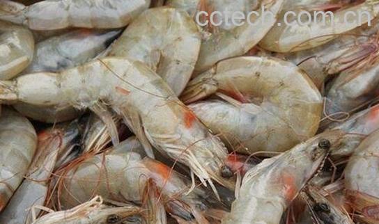 海虾的营养价值与功效-0