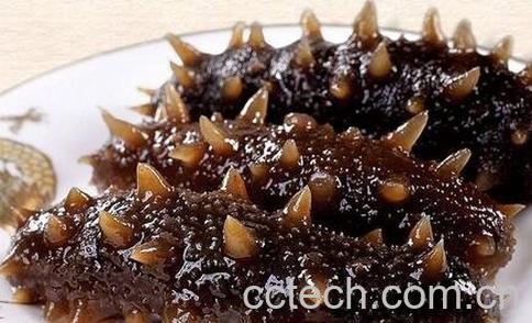 海参的营养价值-0