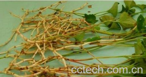 干鱼腥草泡水喝的功效与作用-0