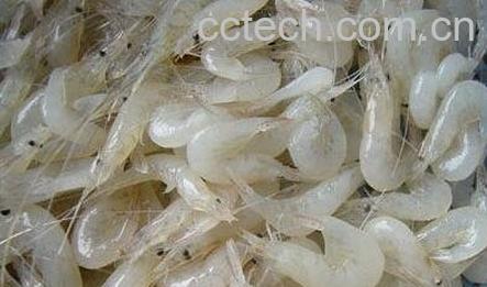 白米虾-0