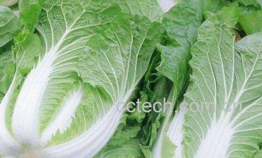 大白菜的营养价值-0