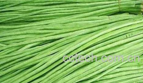 海南豇豆的营养价值与功效-0