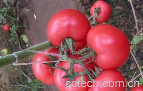 番茄的营养价值-0