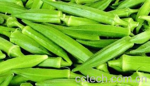  秋葵的营养价值-0