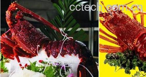 澳洲龙虾波士顿龙虾-0