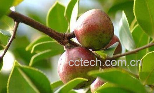 油茶的功效与作用-0