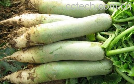 盘点各种萝卜的功效-0