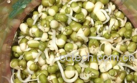  在家怎么发绿豆芽-0