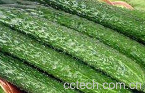 黄瓜的美容功效与用法-0