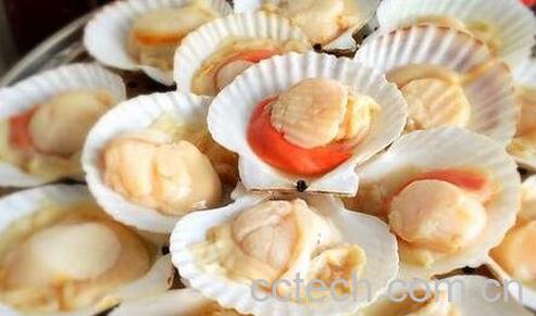 扇贝的功效与作用-0