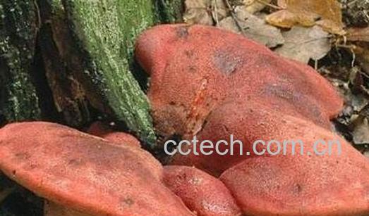 牛舌菌的功效与作用-0