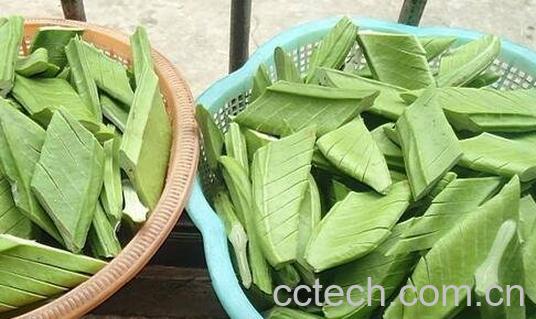 刀豆的营养价值与功效-0