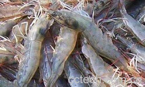 明虾的功效与作用-0