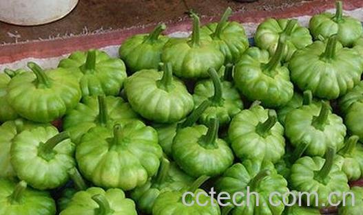 姜柄瓜是什么-0