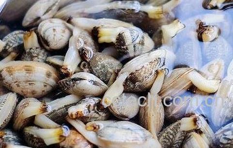 花蛤的功效与作用-0