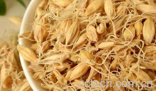 果蔬百科谷芽的妙用 谷芽的常见用法-0