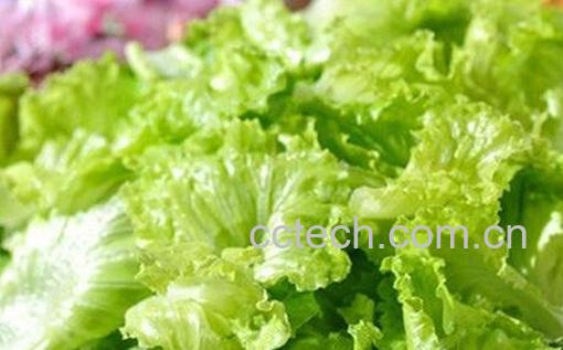 什么蔬菜减肥效果好-0