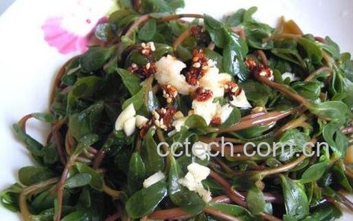 野菜马齿苋的吃法与功效-0