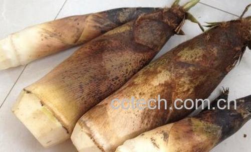  春笋是发物吗-0