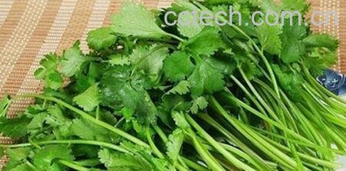 香菜的神奇功效与作用-0