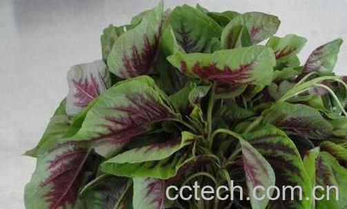 苋菜的食疗功效与用法-0