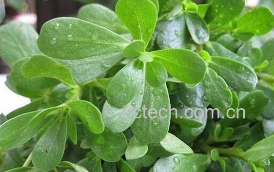  马齿苋菜的营养价值与功效-0