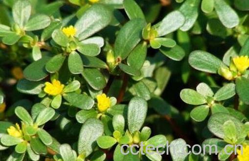  马齿苋的药用价值 -0