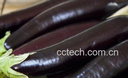 吃茄子的好处有哪些-0