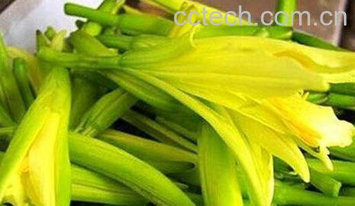 黄花菜有毒吗-0