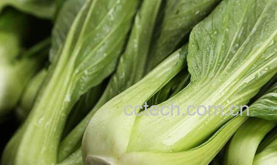 上海青是什么 上海青的功效与作用-0