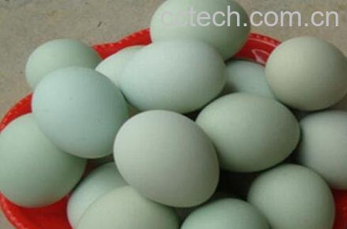 乌鸡蛋的功效与作用-0