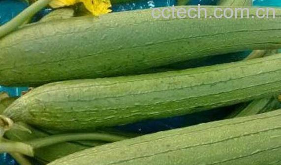 丝瓜的营养价值 吃丝瓜的好处-0