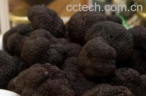 松露是什么 松露的功效与作用-0