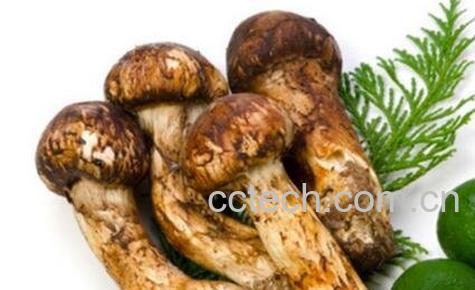松茸的功效与作用-0