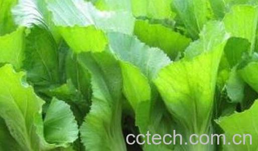 芥菜的功效与作用-0